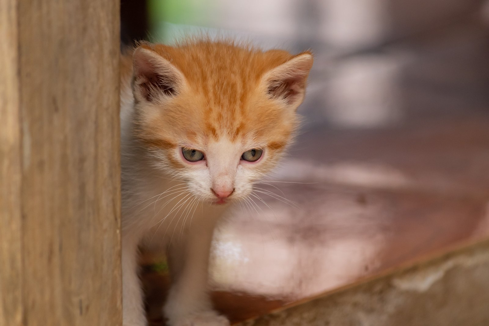 Fotografía de mascotas en Costa Rica 21