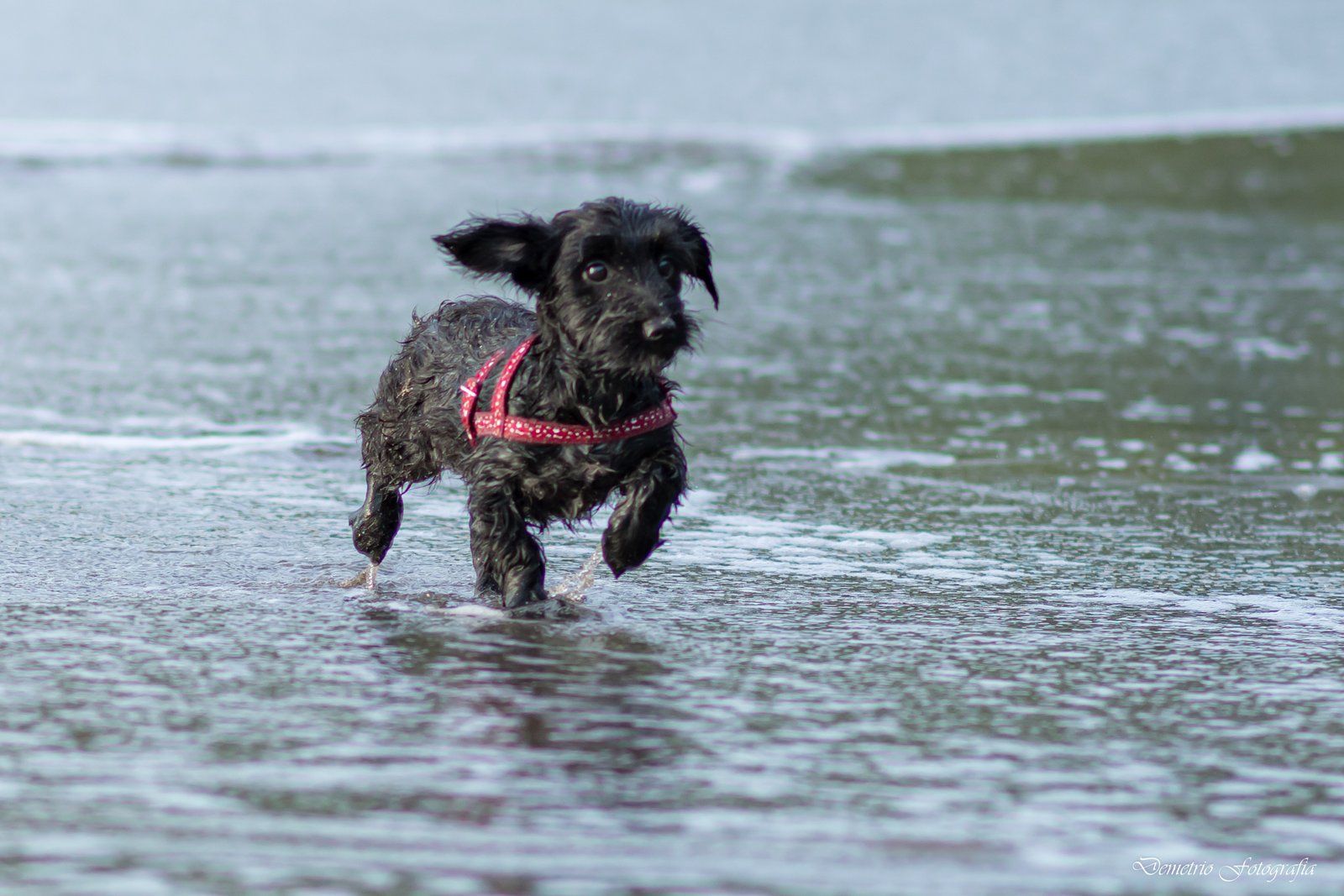 Fotografía de mascotas en Costa Rica 22