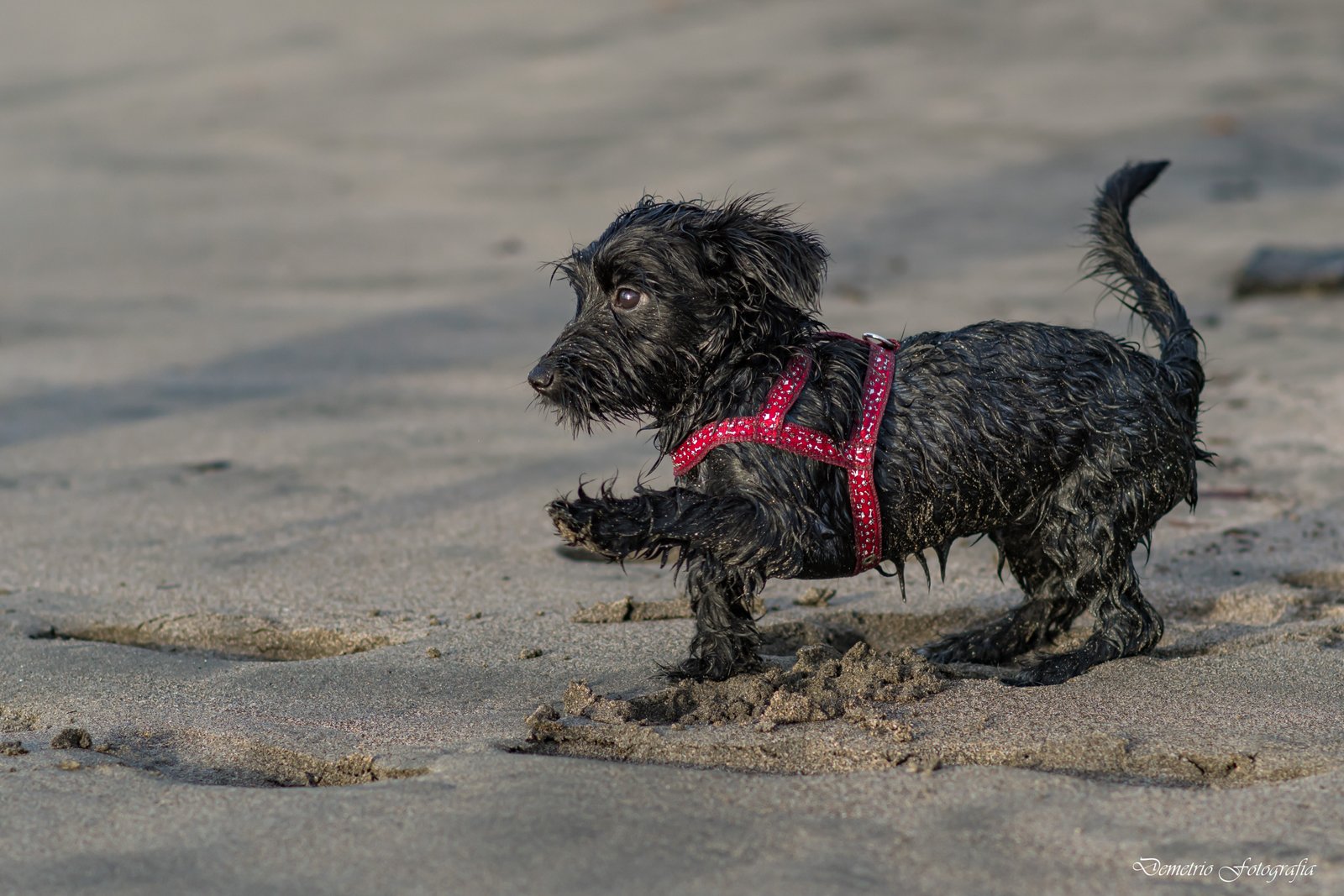 Fotografía de mascotas en Costa Rica 23