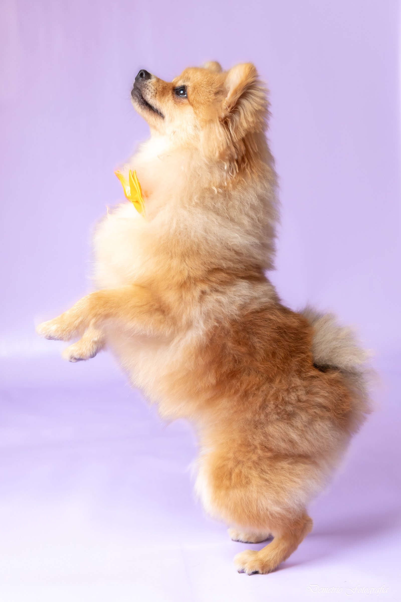 Fotografía de mascotas en Costa Rica 24