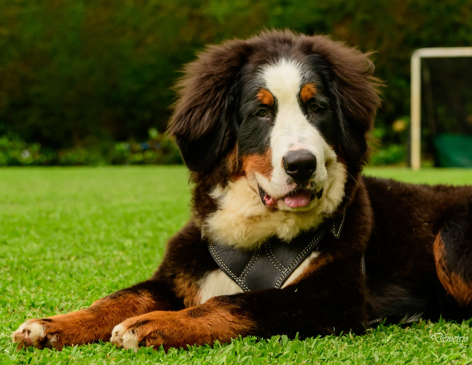Fotografía de mascotas en Costa Rica 25