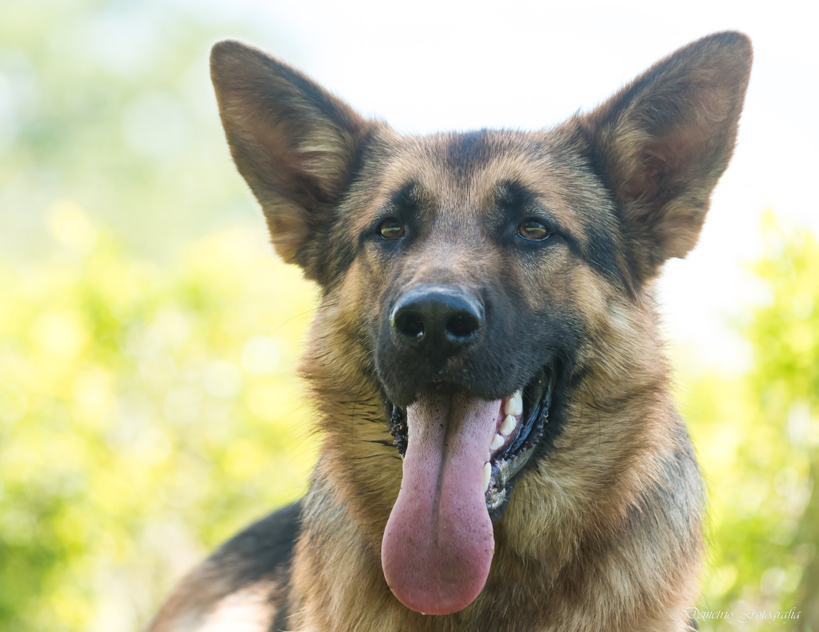 Fotografía de mascotas en Costa Rica 26