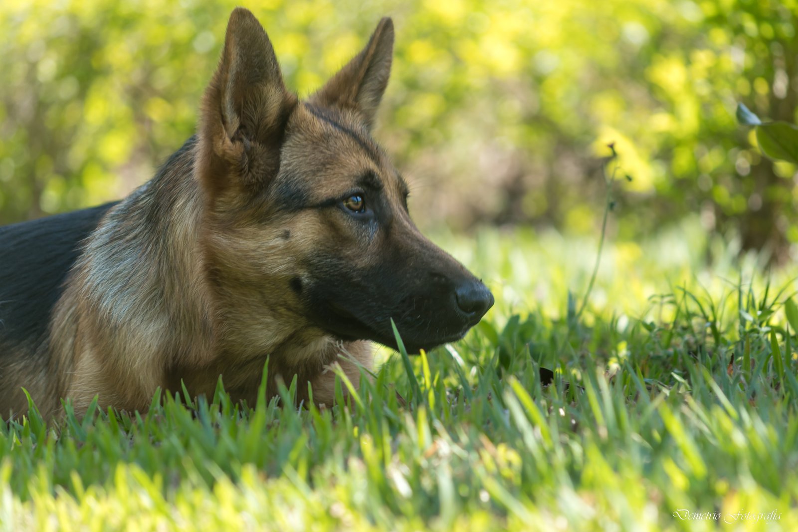 Fotografía de mascotas en Costa Rica 28