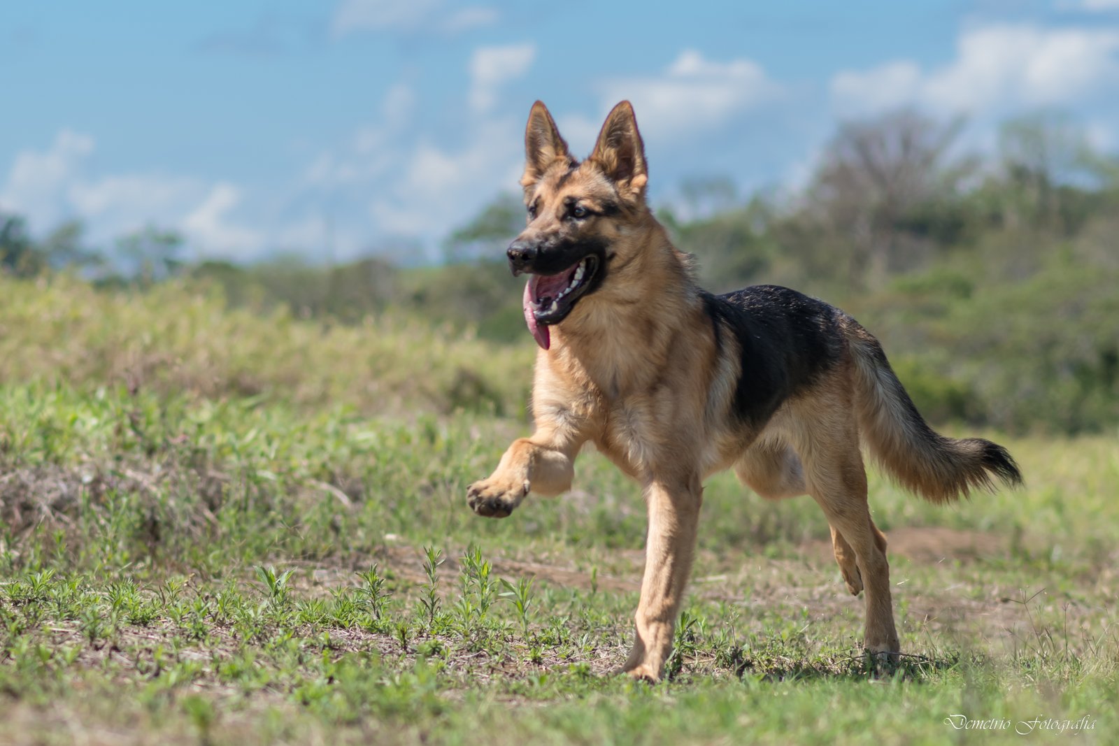 Fotografía de mascotas en Costa Rica 30
