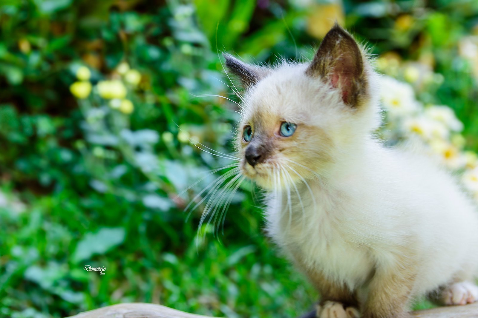 Fotografía de mascotas en Costa Rica 31