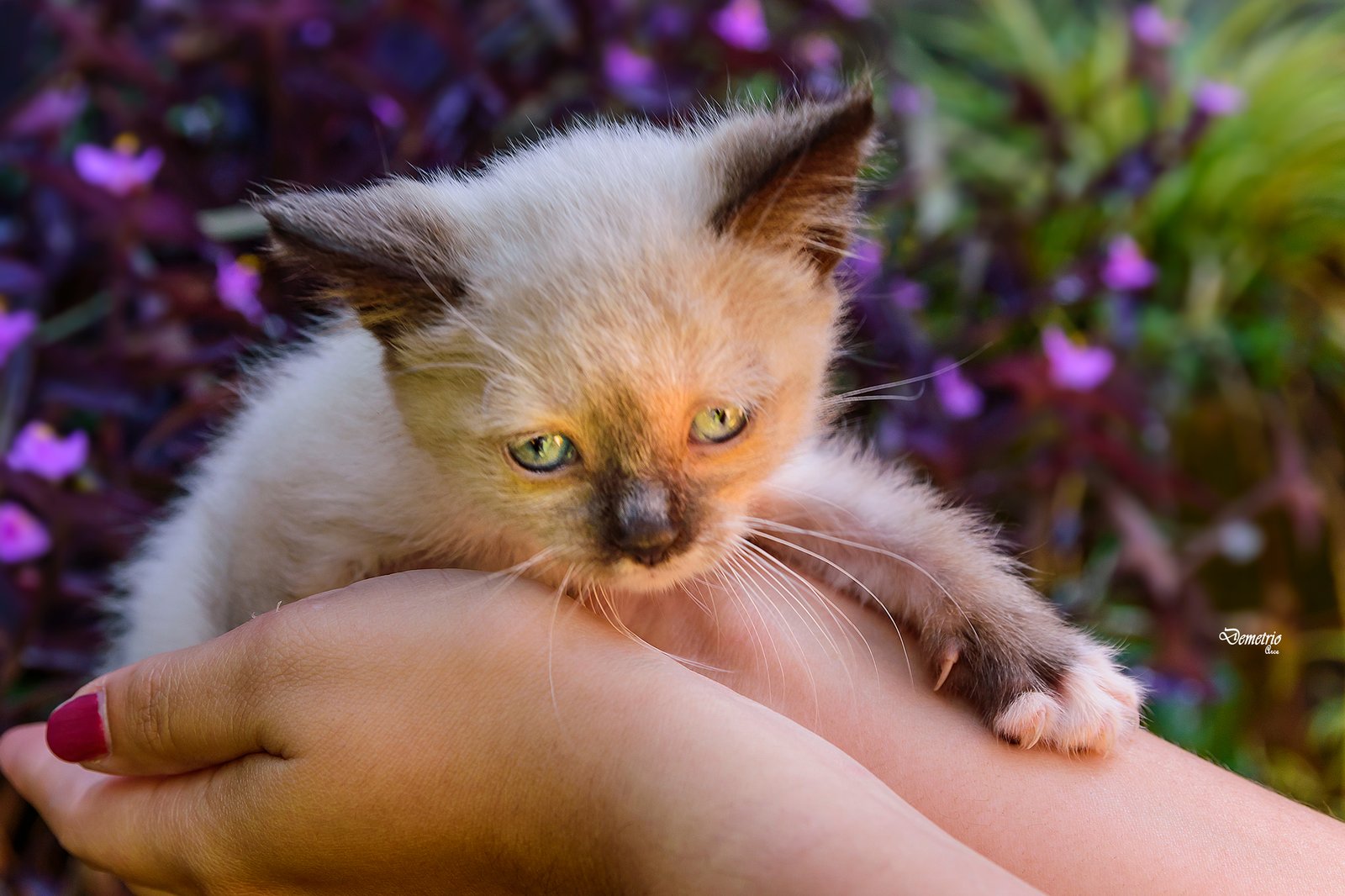 Fotografía de mascotas en Costa Rica 32
