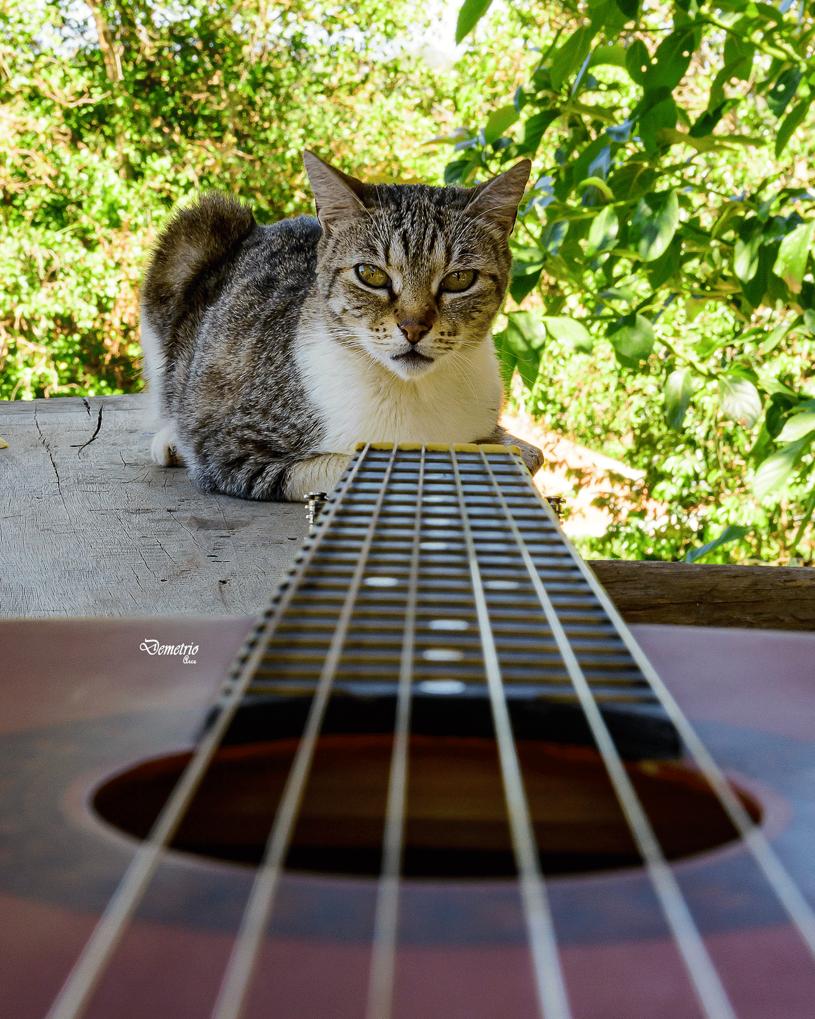 Fotografía de mascotas en Costa Rica 33