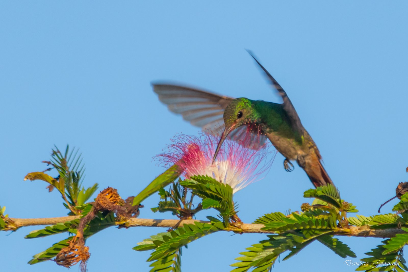 Fotografía de naturaleza en Costa Rica 21
