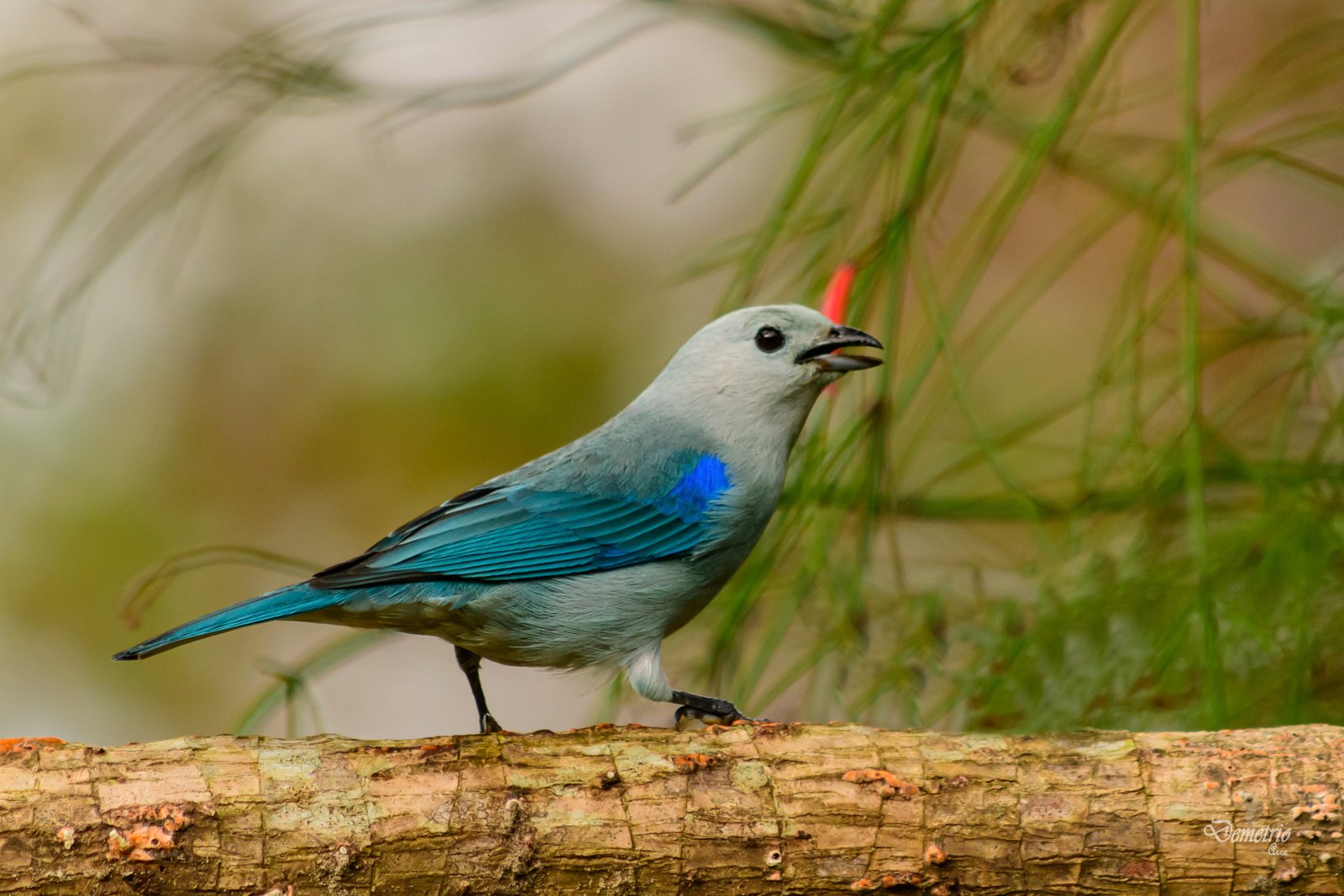 Fotografía de naturaleza en Costa Rica 22