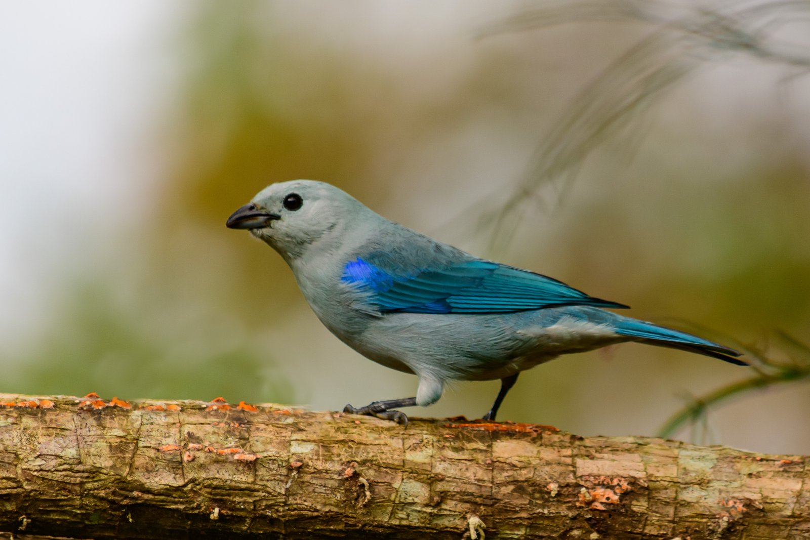 Fotografía de naturaleza en Costa Rica 23