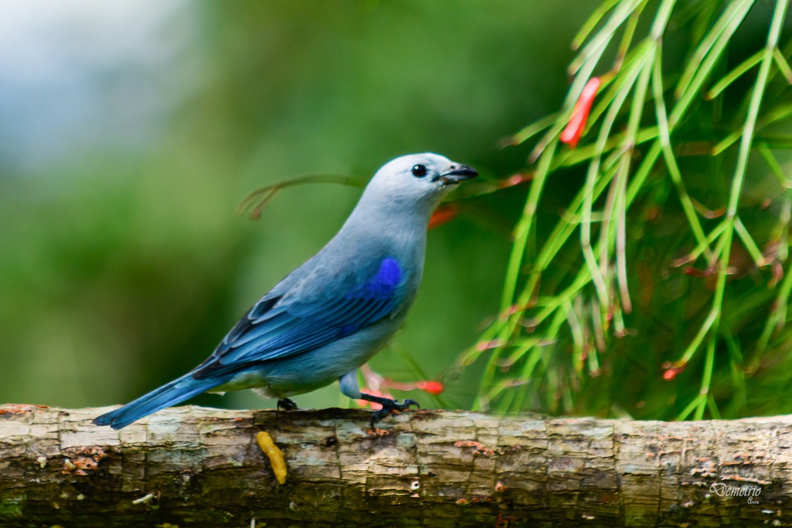 Fotografía de naturaleza en Costa Rica 24