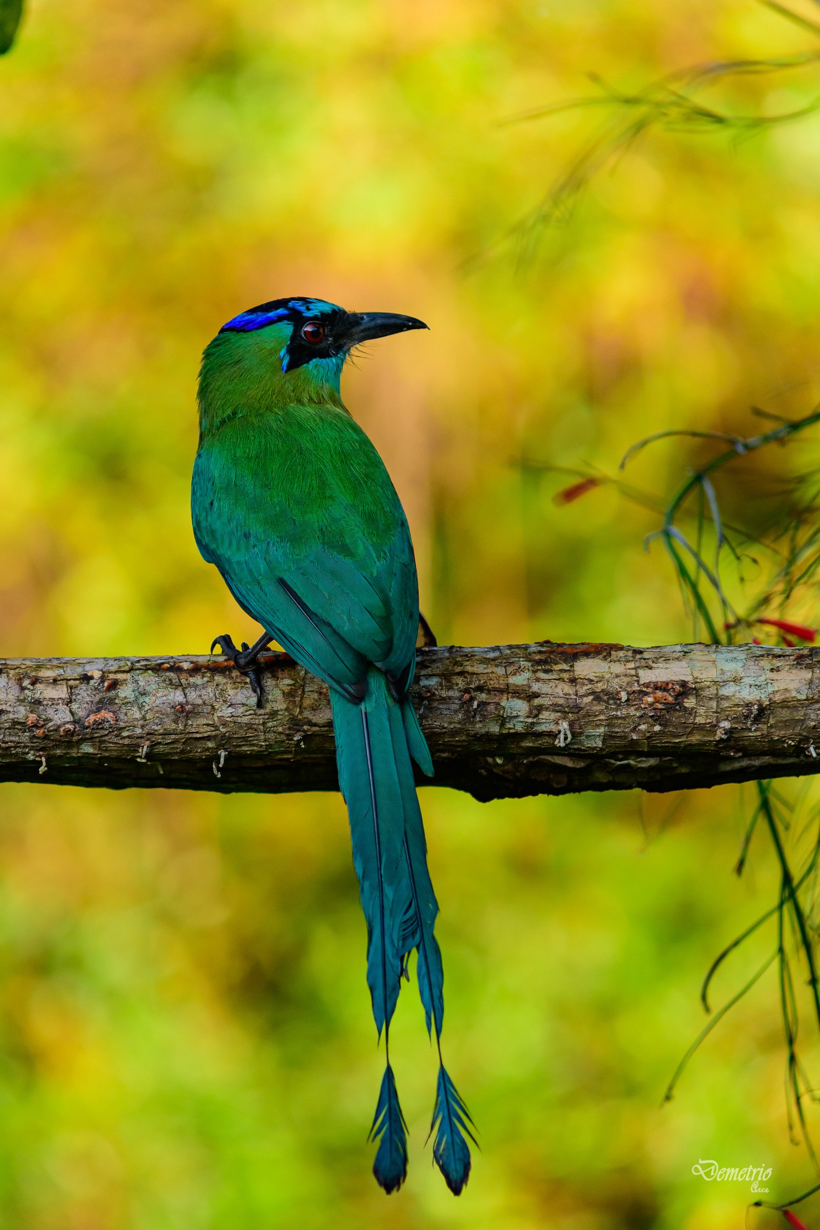Fotografía de naturaleza en Costa Rica 25