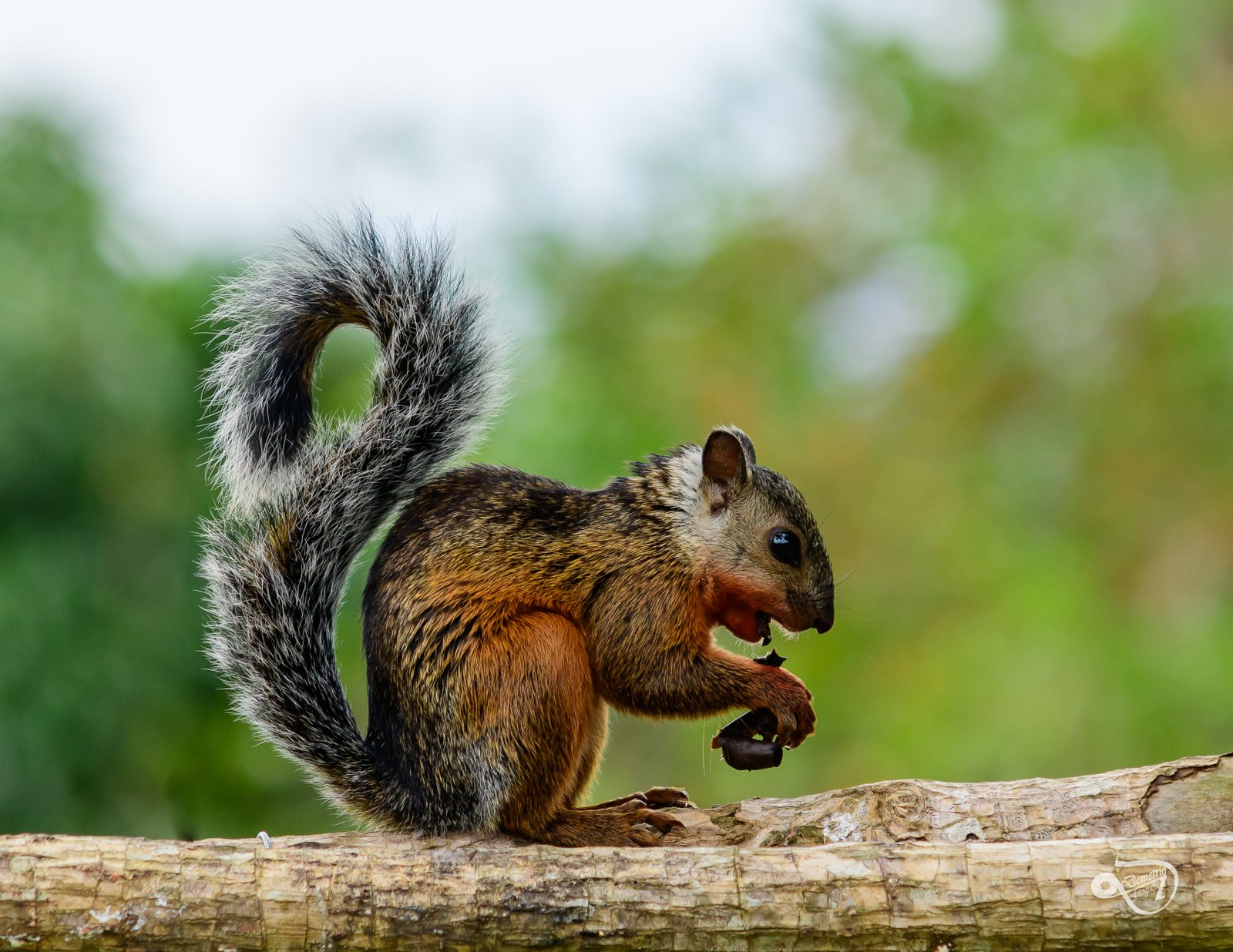 Fotografía de naturaleza en Costa Rica 26