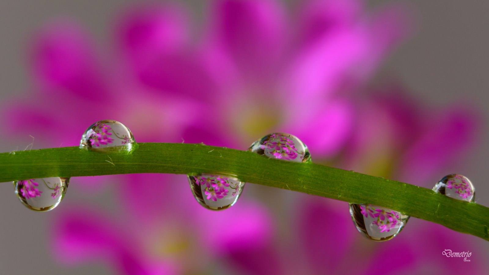 Fotografía de naturaleza en Costa Rica 27