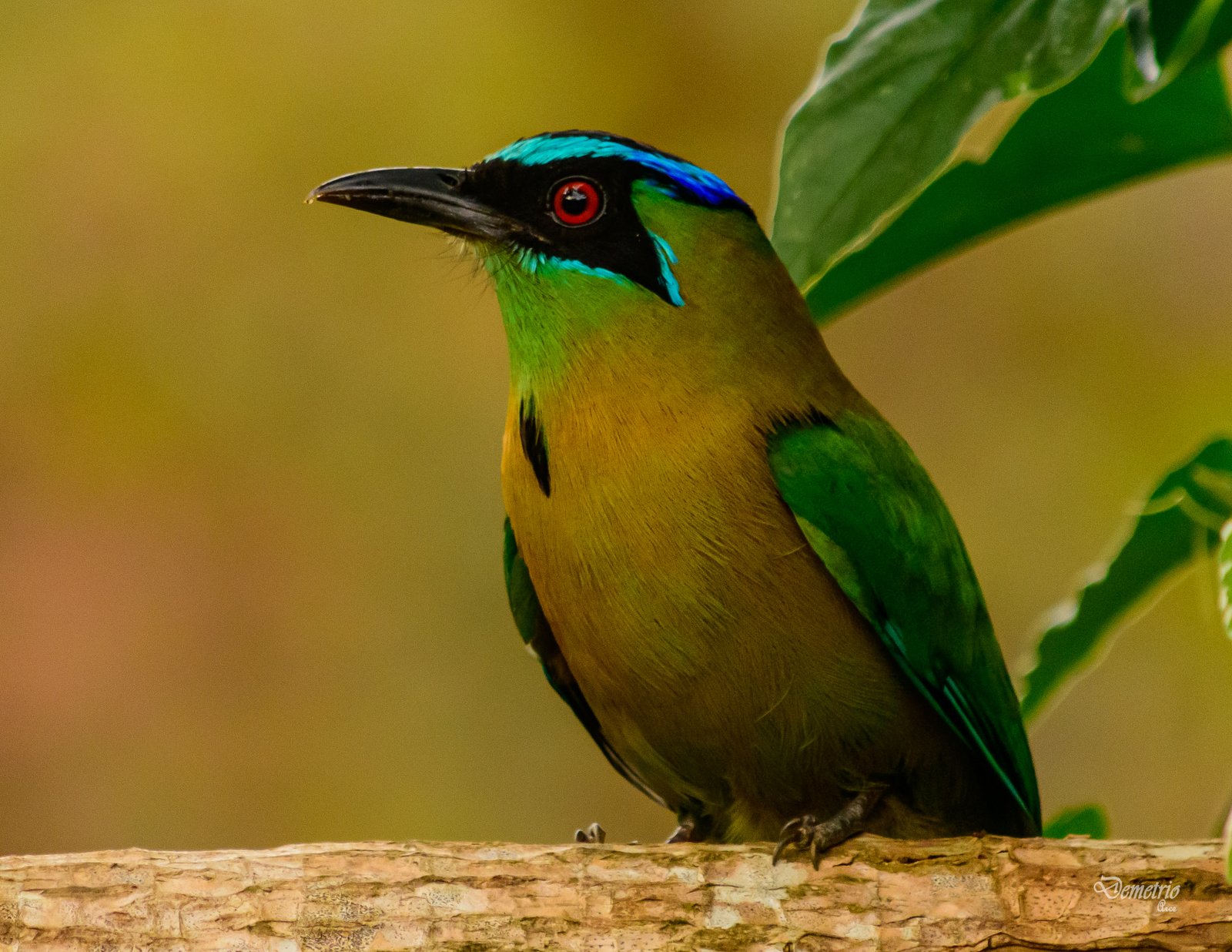 Fotografía de naturaleza en Costa Rica 28