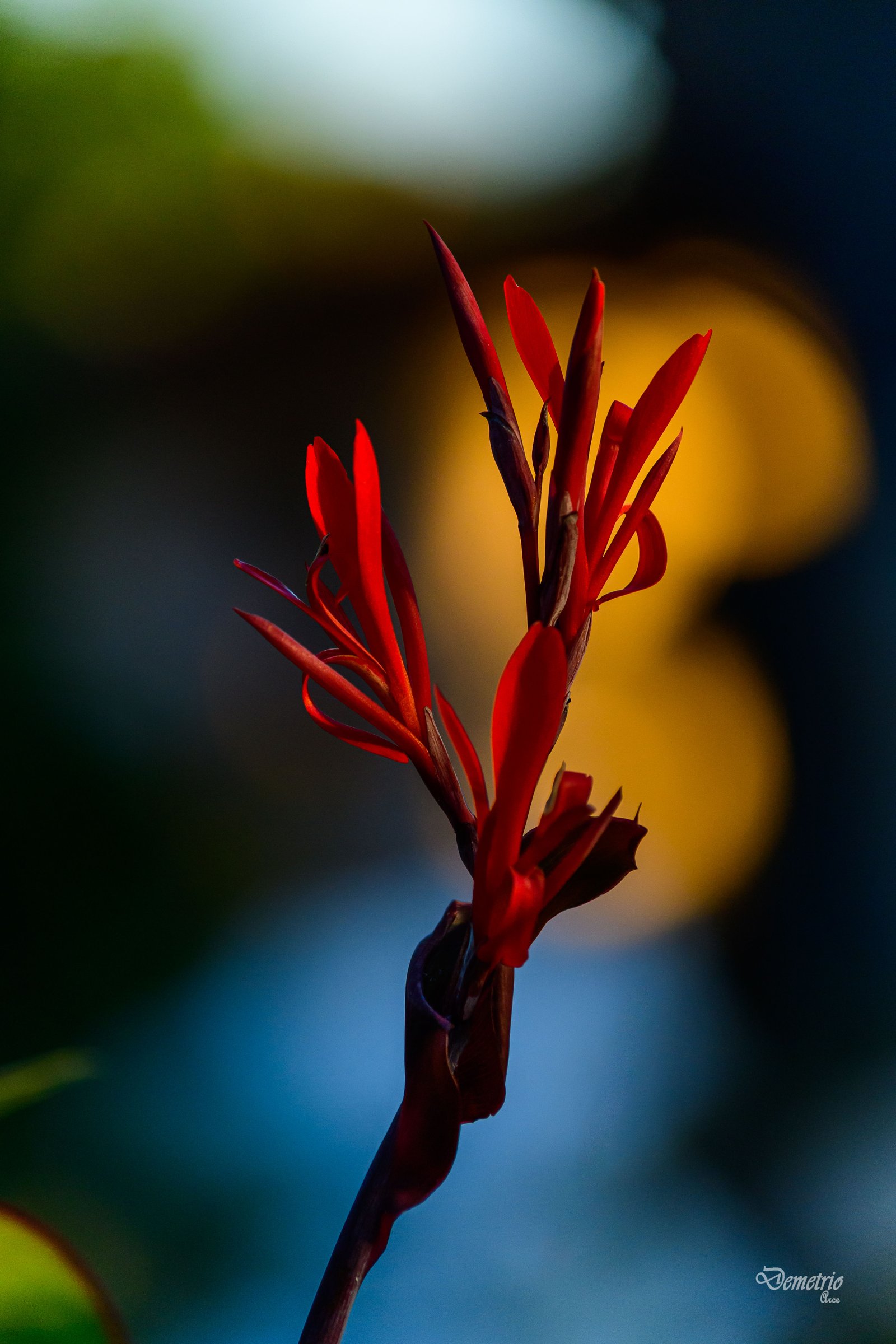 Fotografía de naturaleza en Costa Rica 29