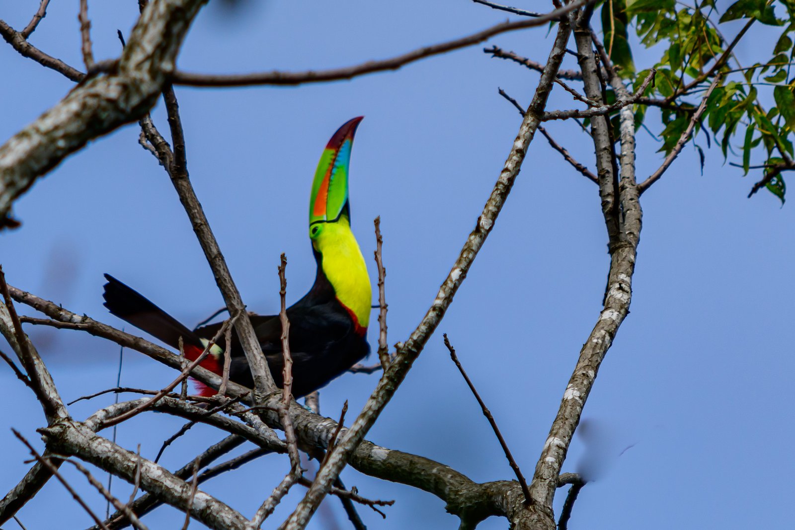 Fotografía de naturaleza en Costa Rica 32