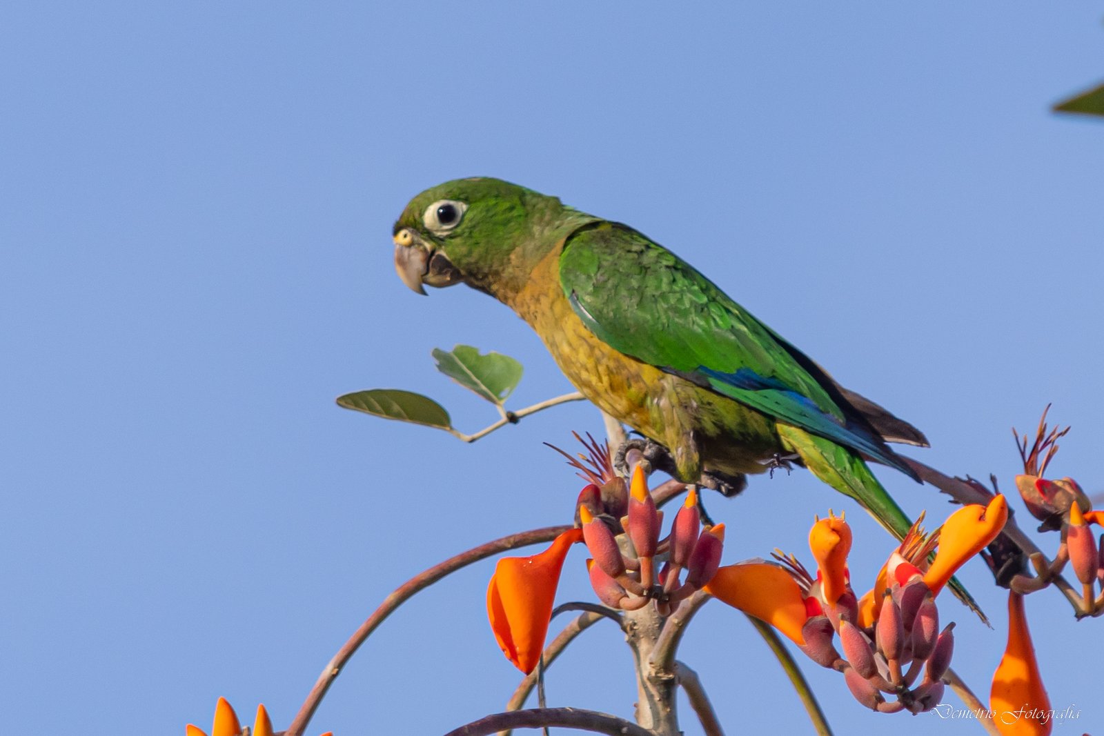 Fotografía de naturaleza en Costa Rica 33