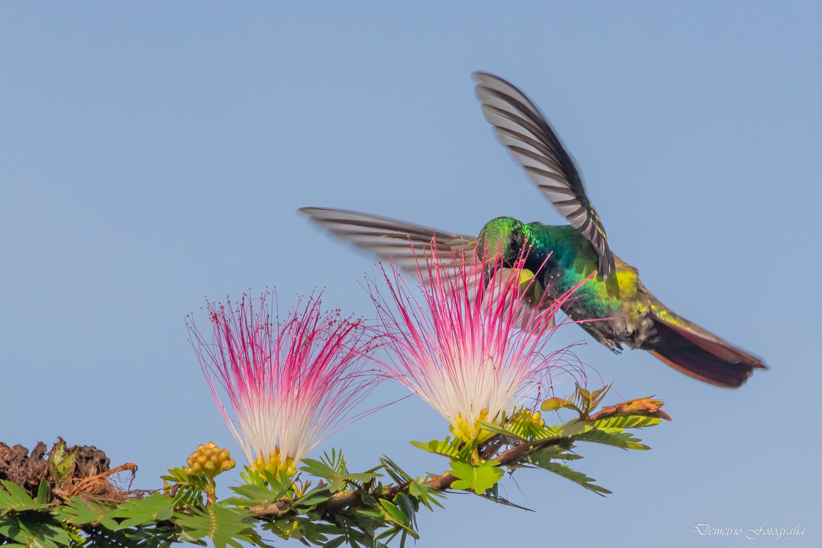 Fotografía de naturaleza en Costa Rica 34