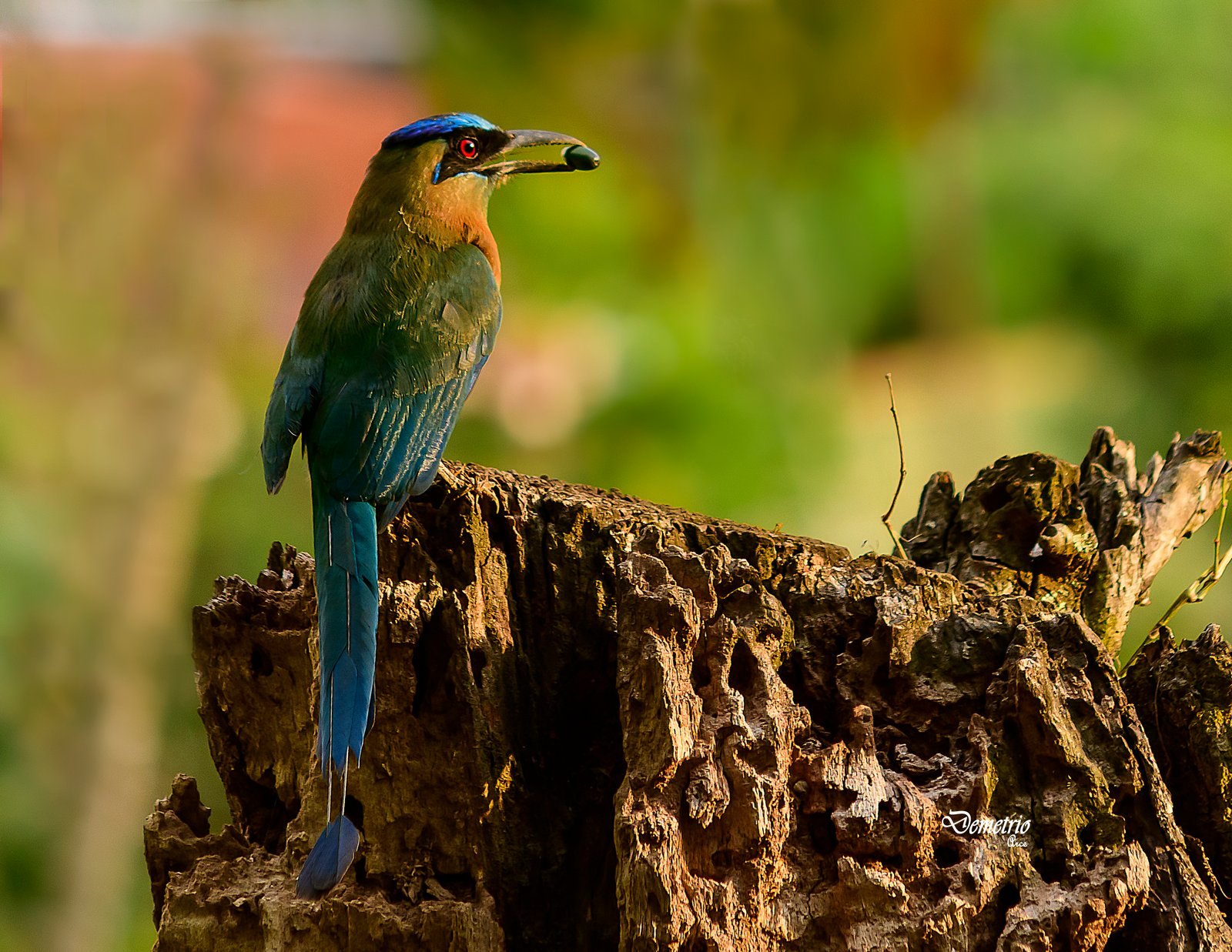 Fotografía de naturaleza en Costa Rica 35