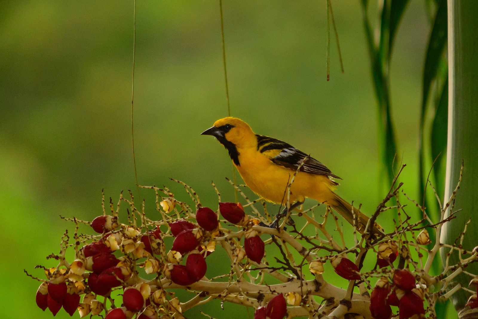 Fotografía de naturaleza en Costa Rica 36