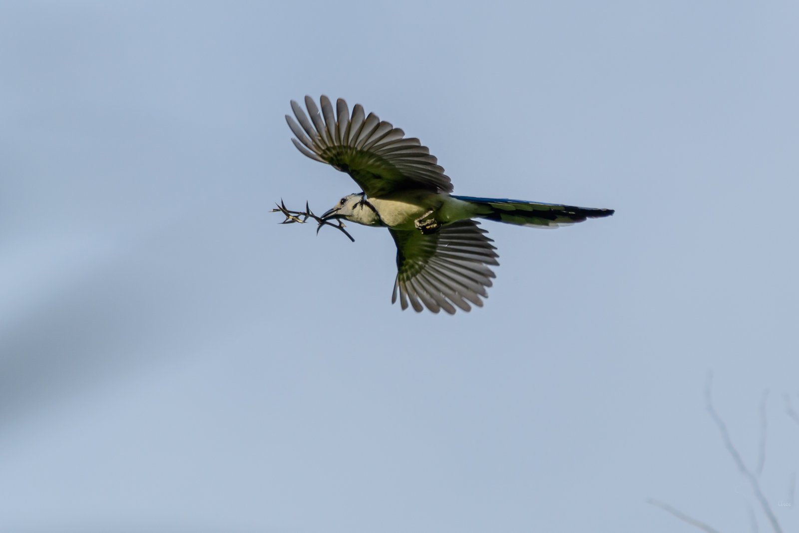 Fotografía de naturaleza en Costa Rica 39