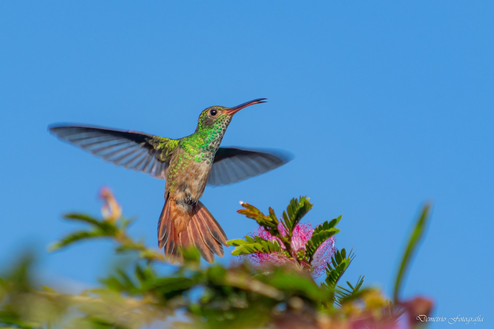 Fotografía de naturaleza en Costa Rica 40