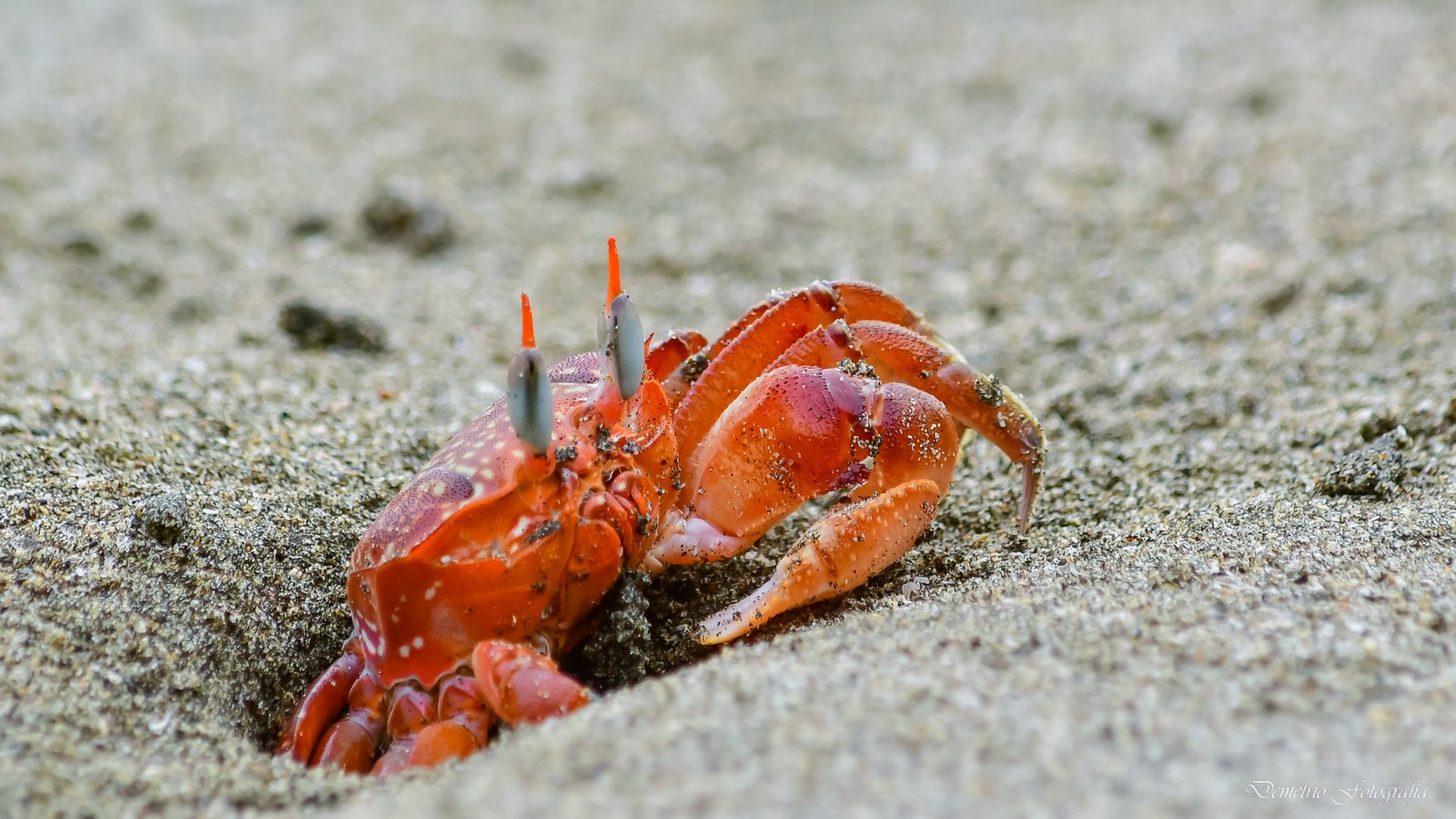 Fotografía de naturaleza en Costa Rica 43