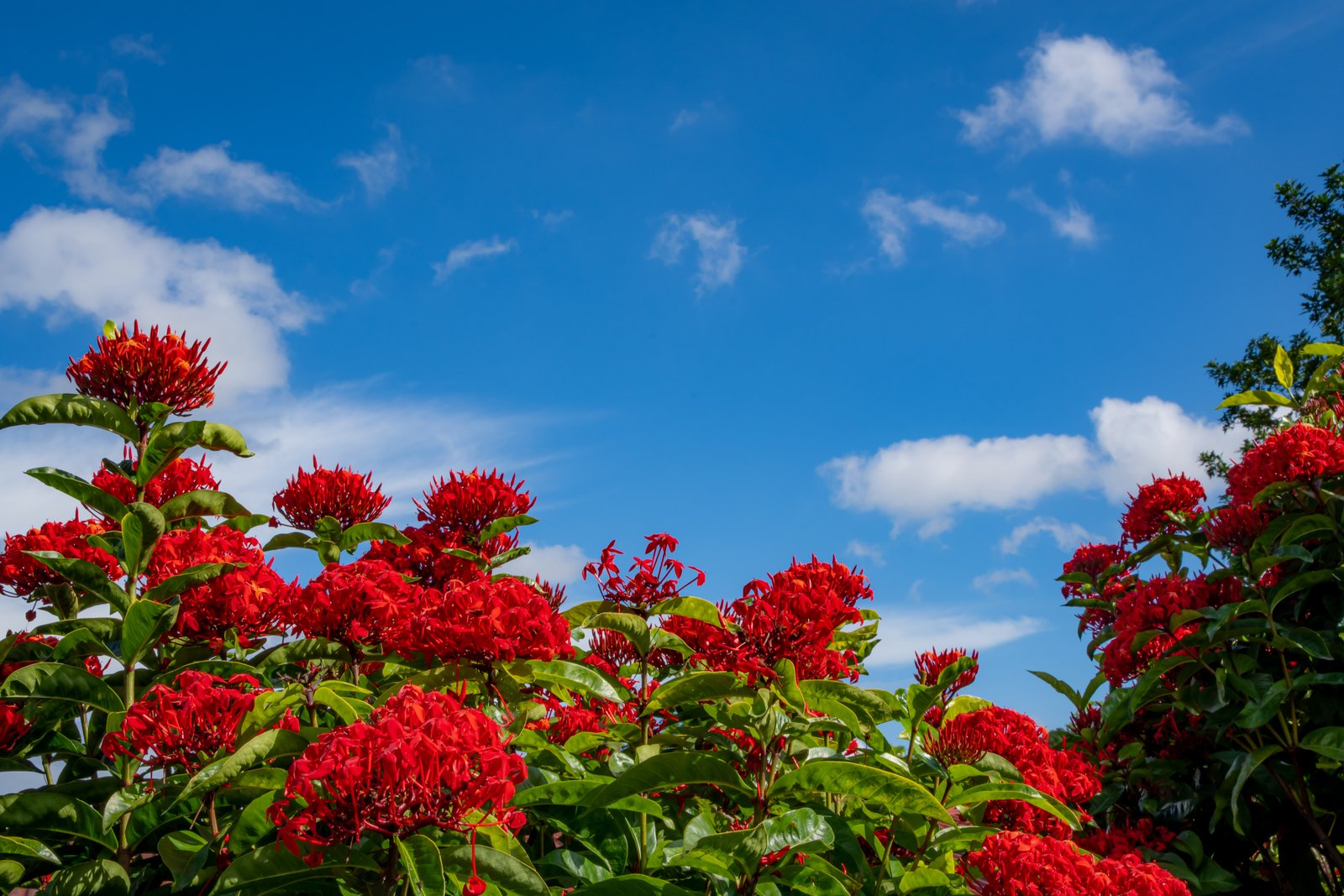 Fotografía de naturaleza en Costa Rica 48