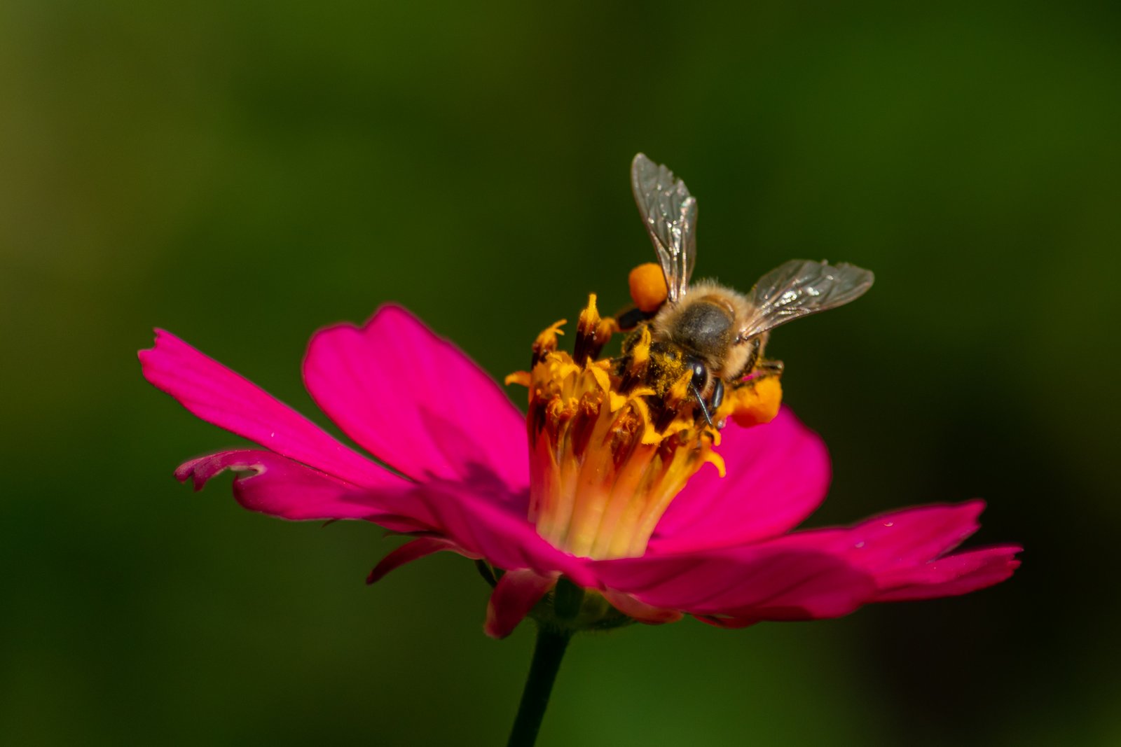 Fotografía de naturaleza en Costa Rica 49