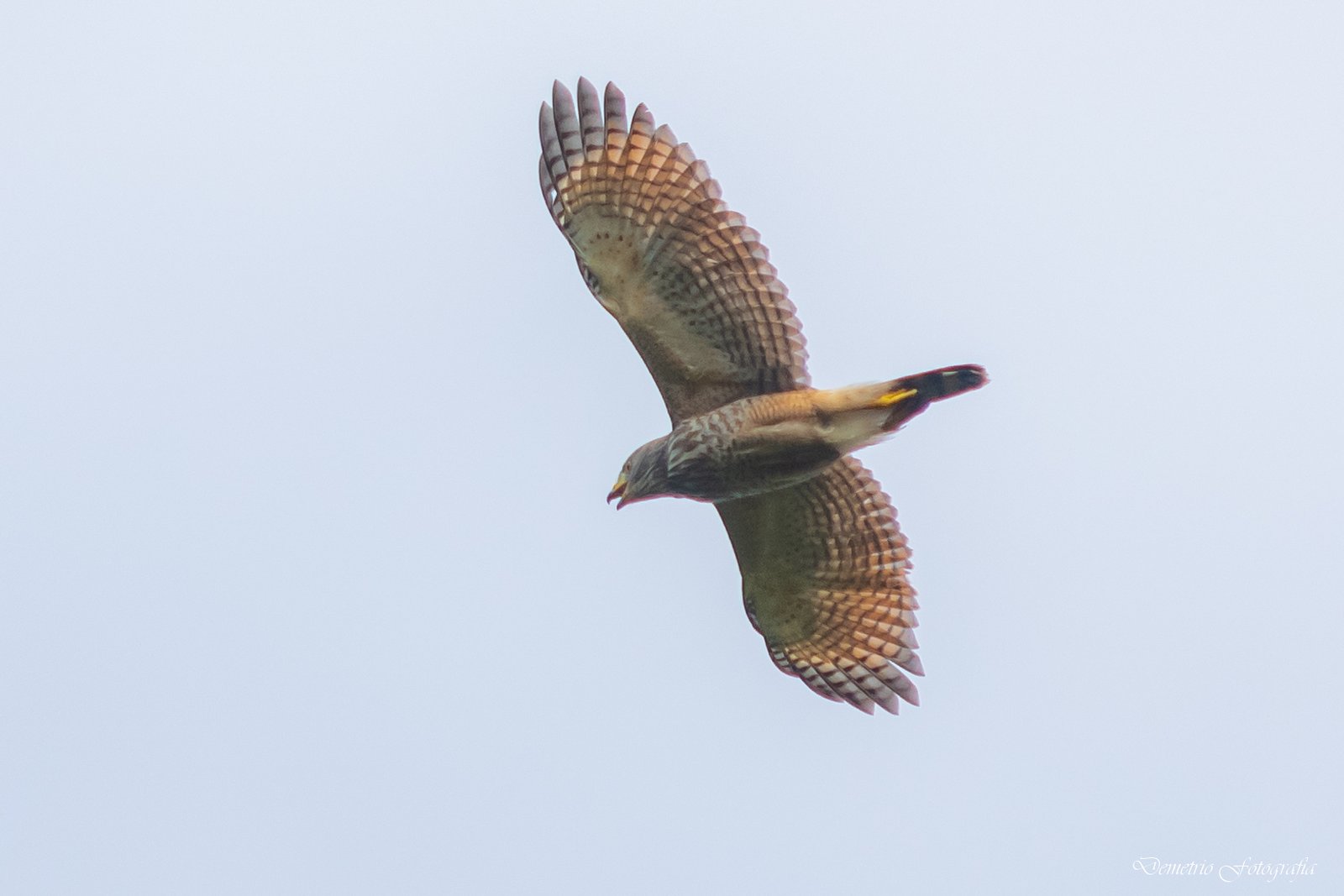 Fotografía de naturaleza en Costa Rica 52