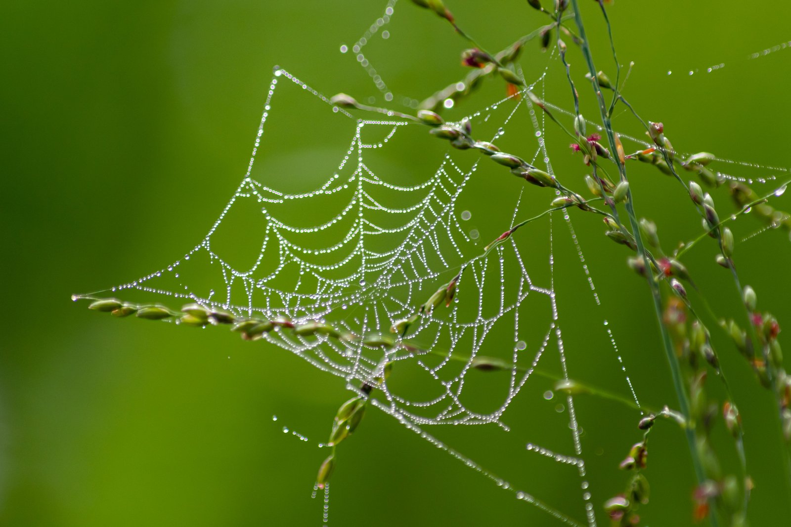 Fotografía de naturaleza en Costa Rica 53