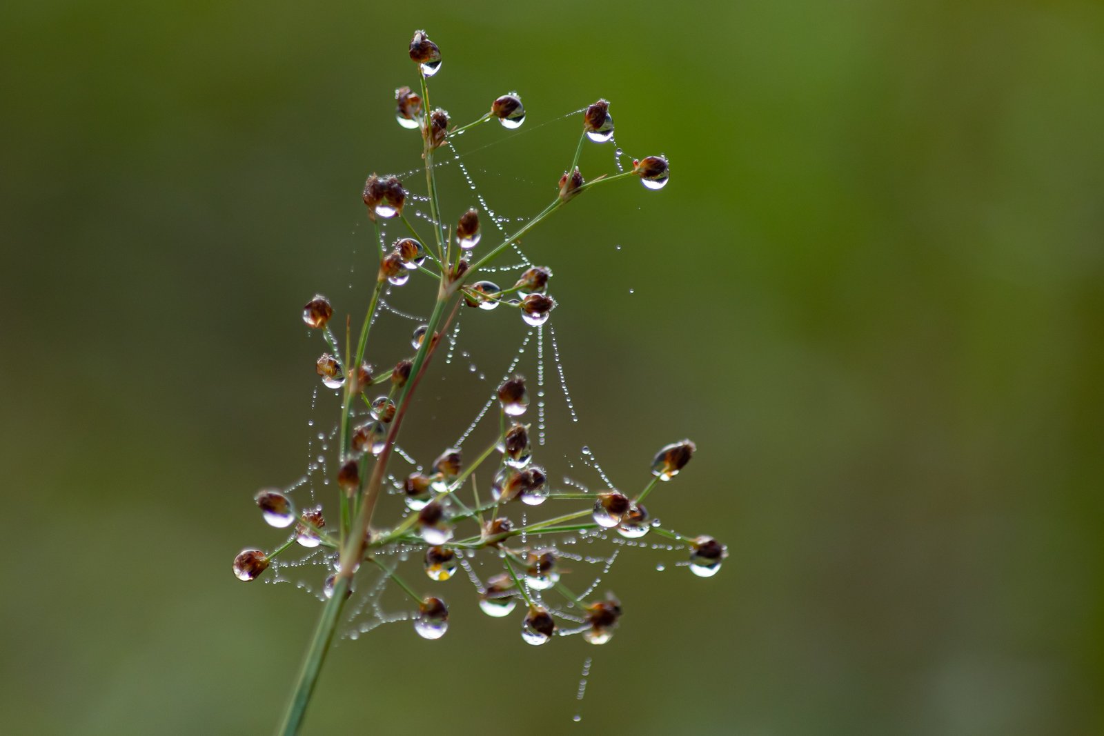 Fotografía de naturaleza en Costa Rica 54