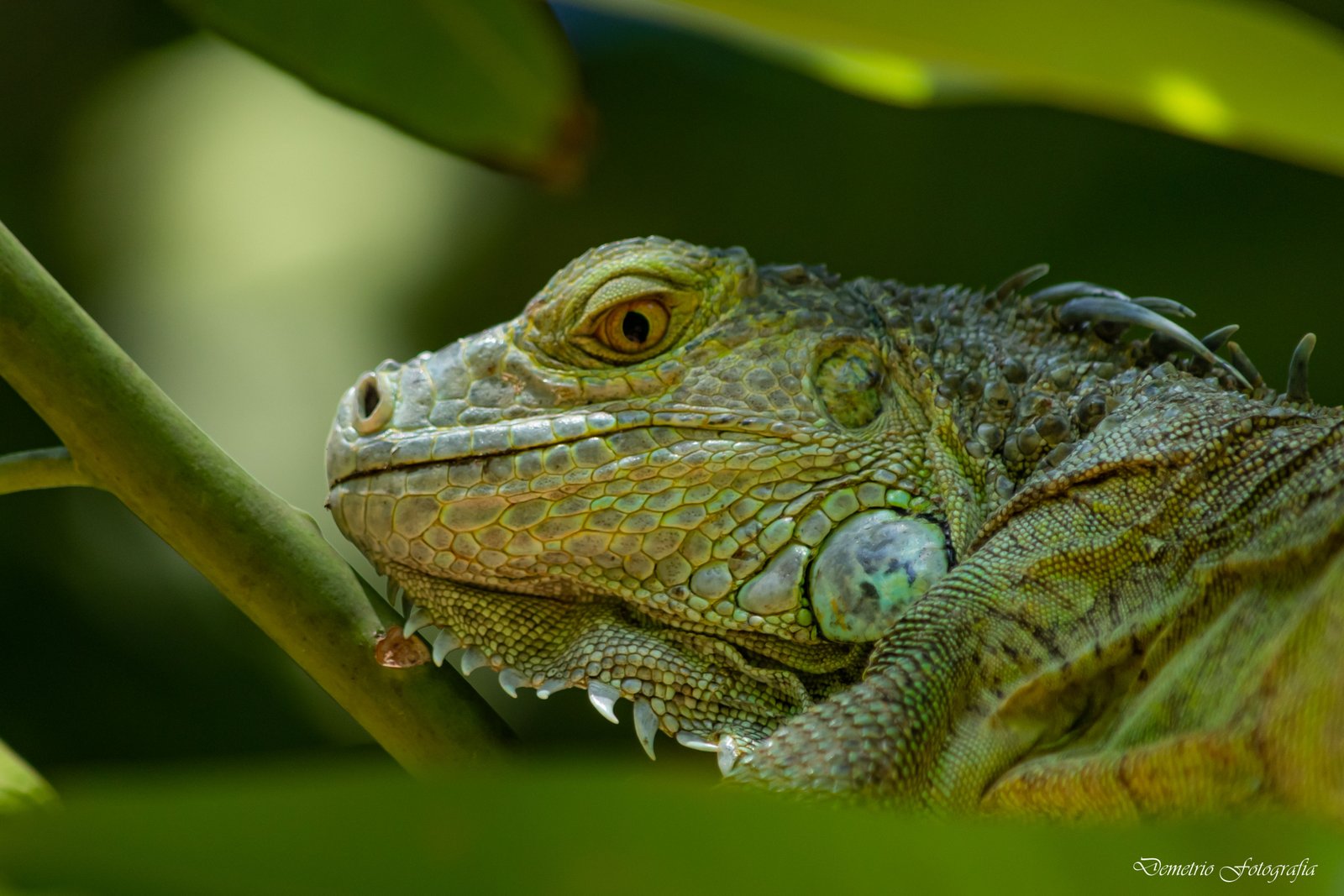 Fotografía de naturaleza en Costa Rica 56
