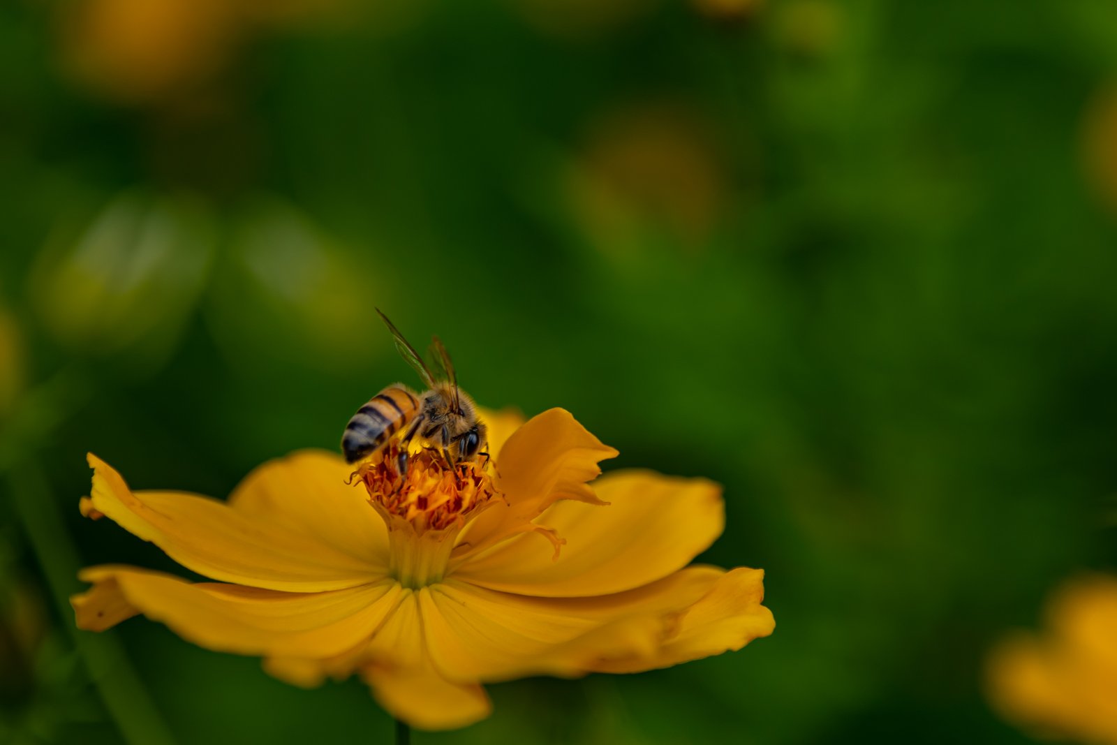 Fotografía de naturaleza en Costa Rica 59