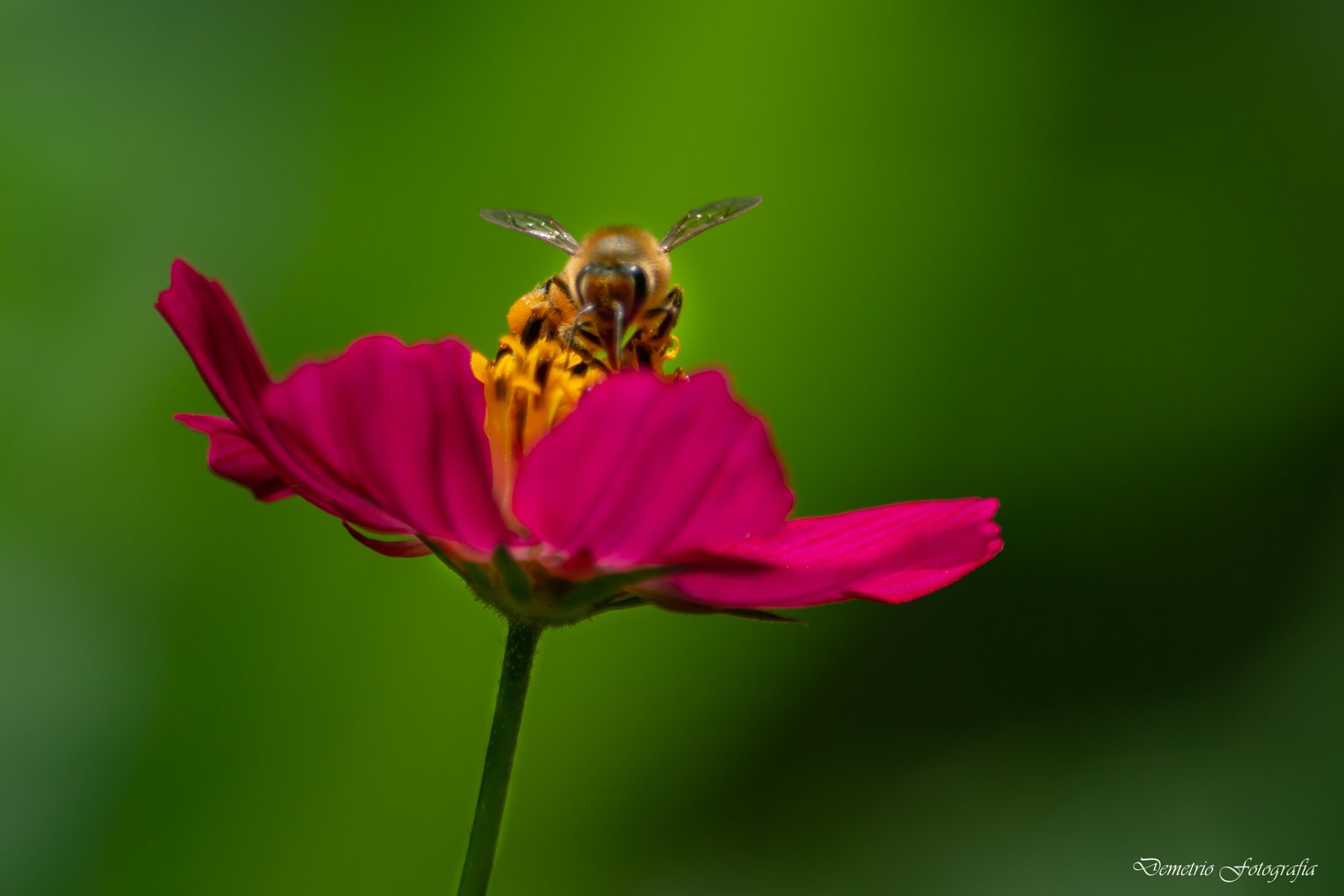 Fotografía de naturaleza en Costa Rica 60