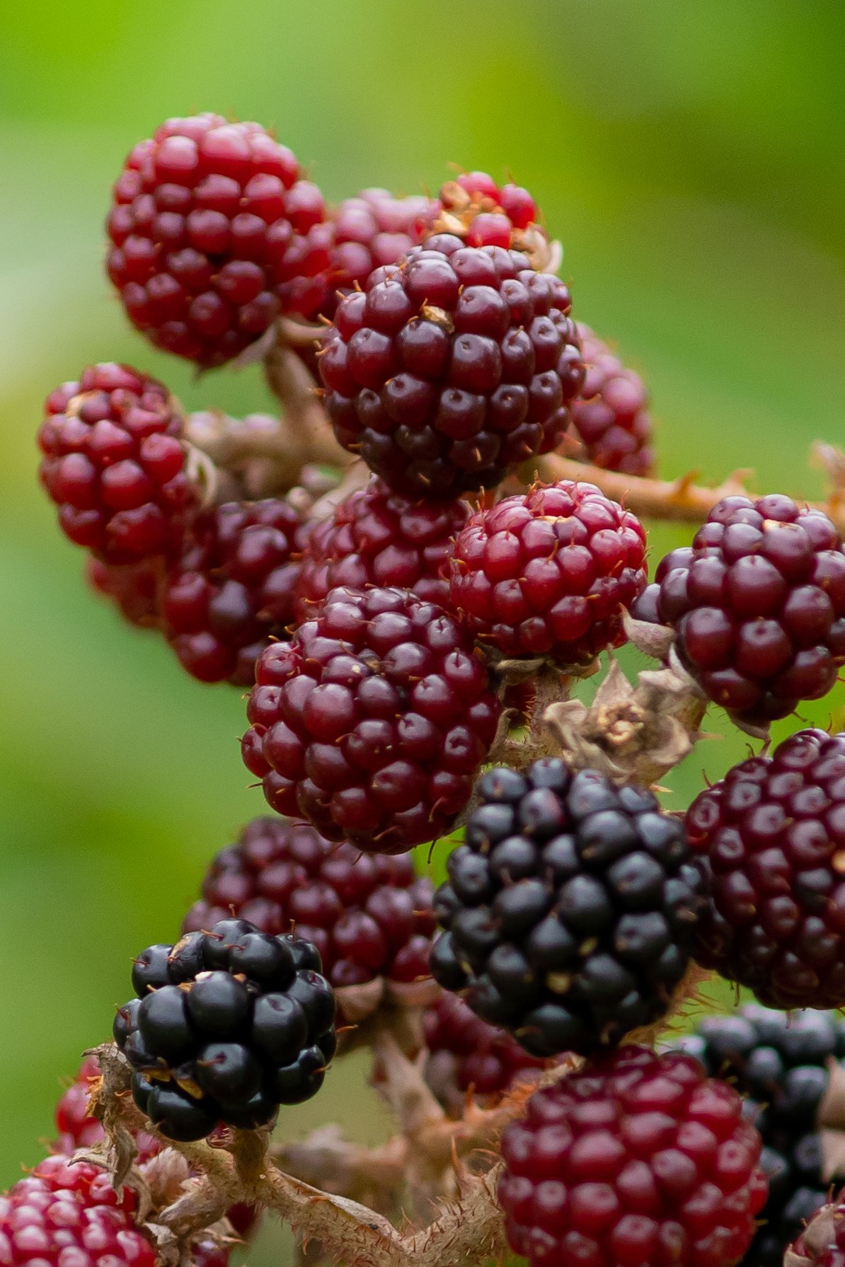 Fotografía de naturaleza en Costa Rica 61